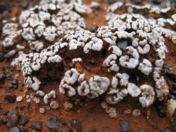 IMG_0368 lichen_360w.JPG